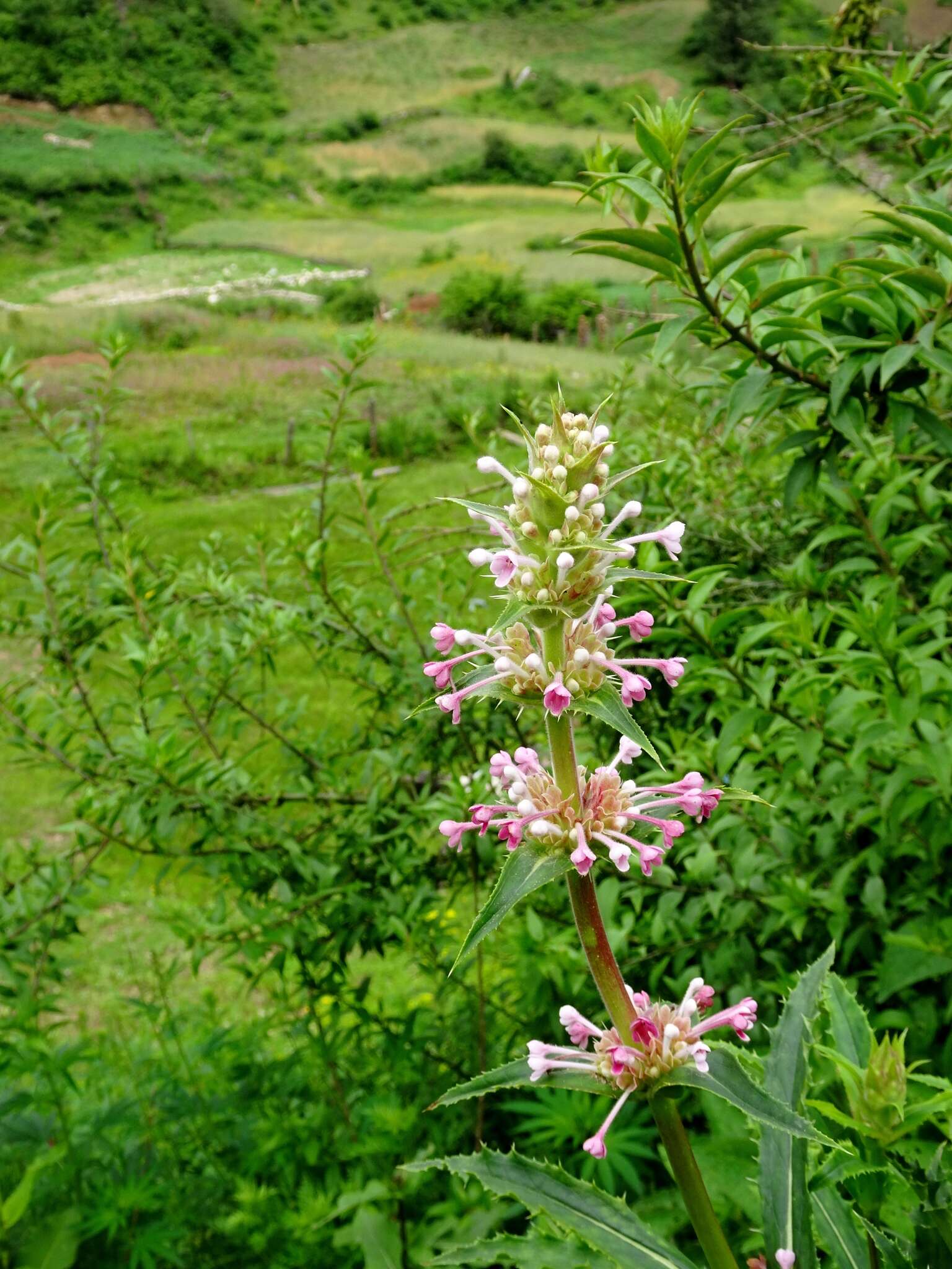 Image of Morina longifolia Wall.