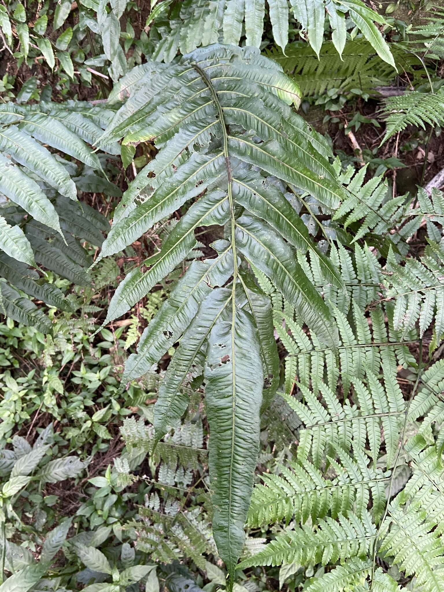 Plancia ëd Diplaziopsis javanica (Bl.) C. Chr.