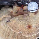 Image de Trametes speciosa (Fr.) Zmitr., Wasser & Ezhov 2012