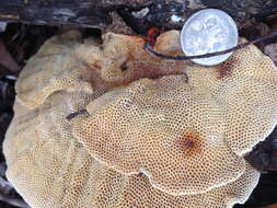 Image de Trametes speciosa (Fr.) Zmitr., Wasser & Ezhov 2012