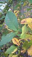 Image of Bird Cherry