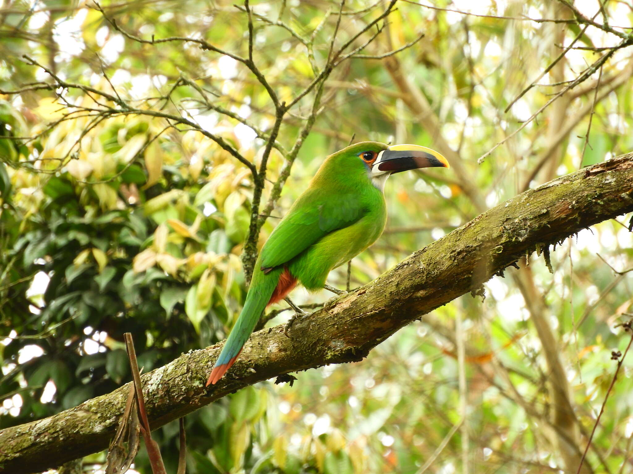 Aulacorhynchus albivitta (Boissonneau 1840)的圖片