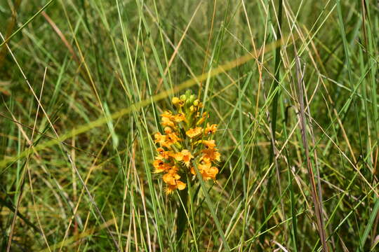 Image of Crested Yellow Orchid