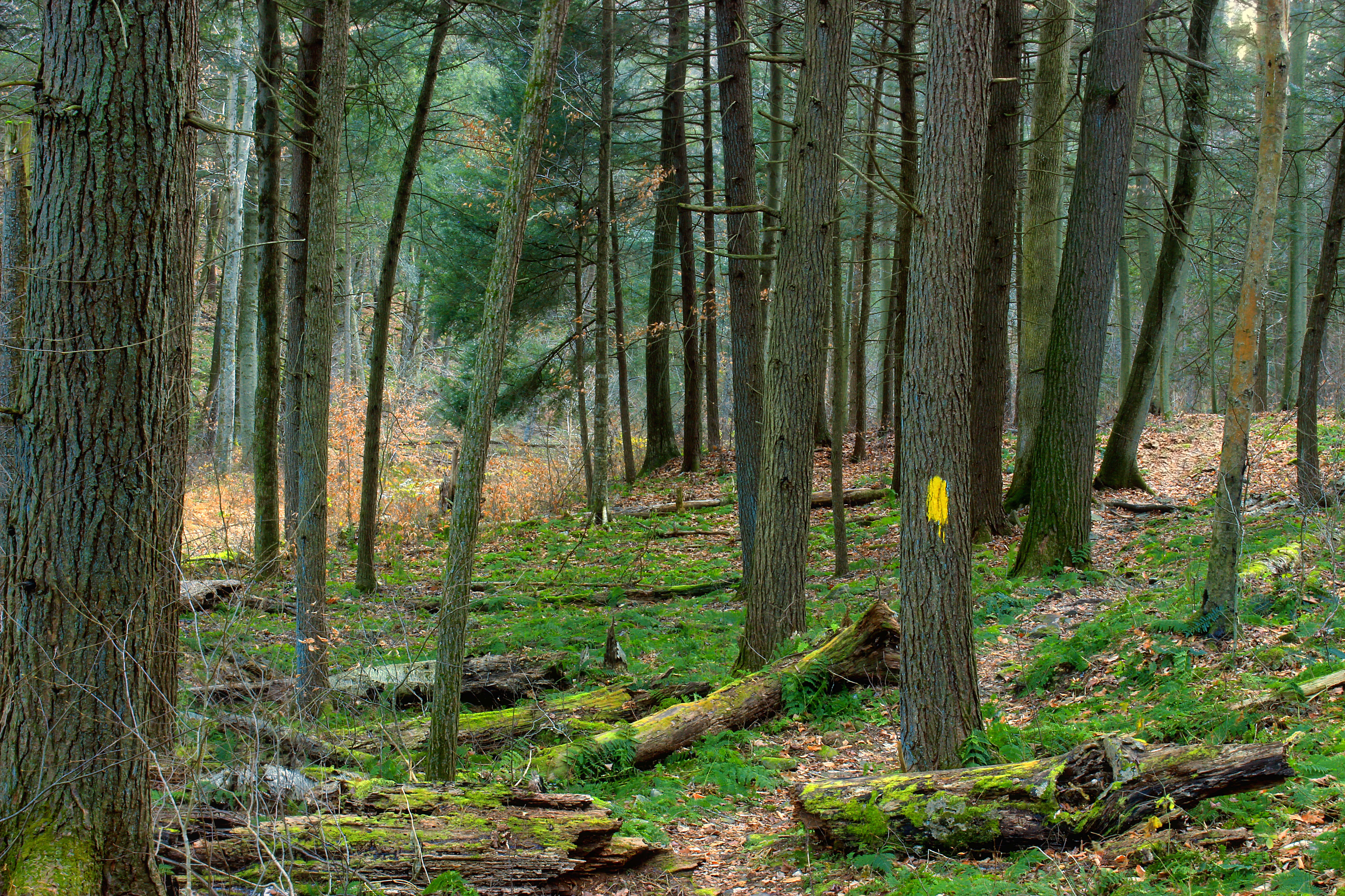 Image of eastern white pine