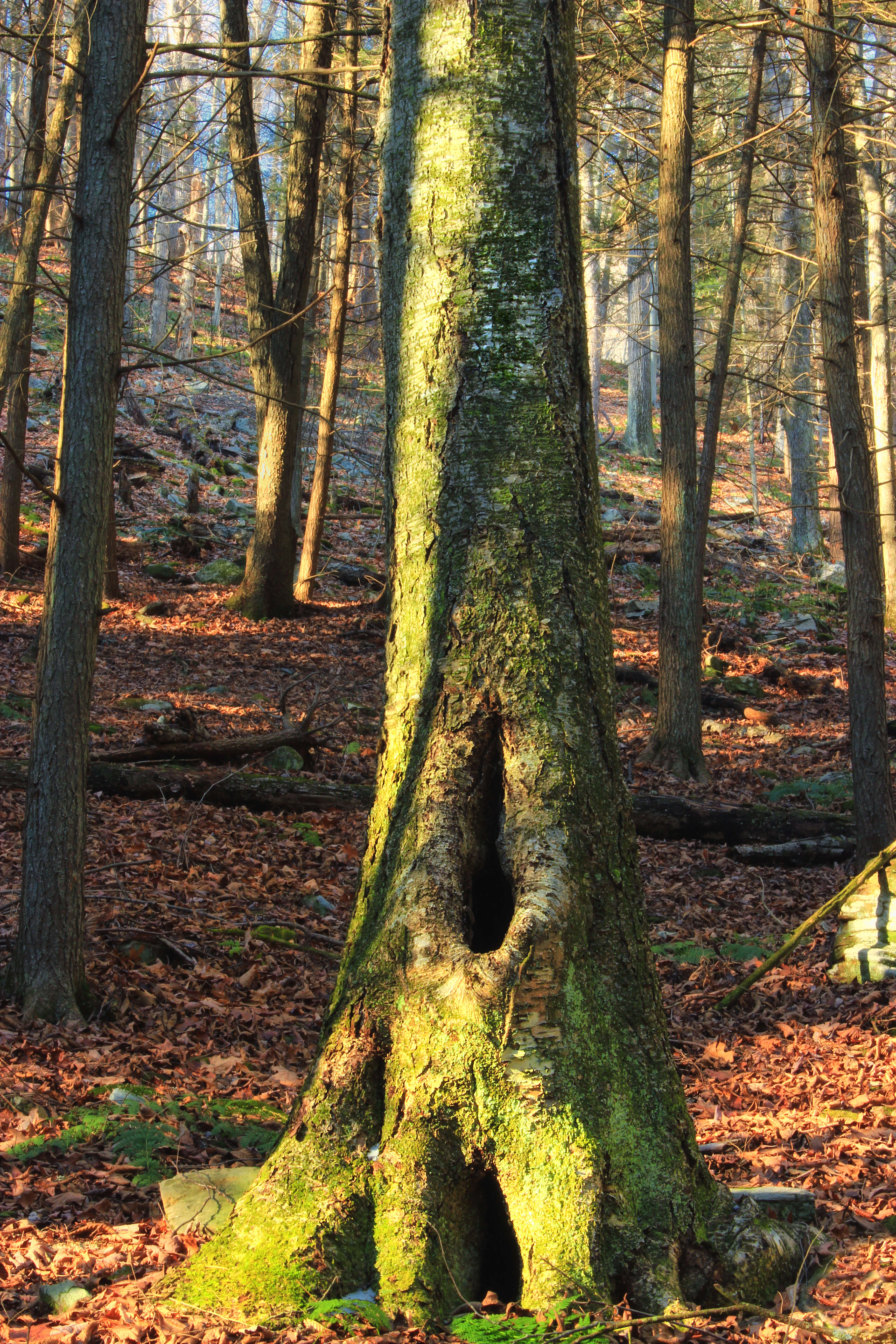 Image of Gray birch