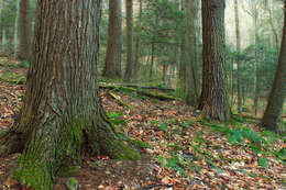 Image of eastern white pine