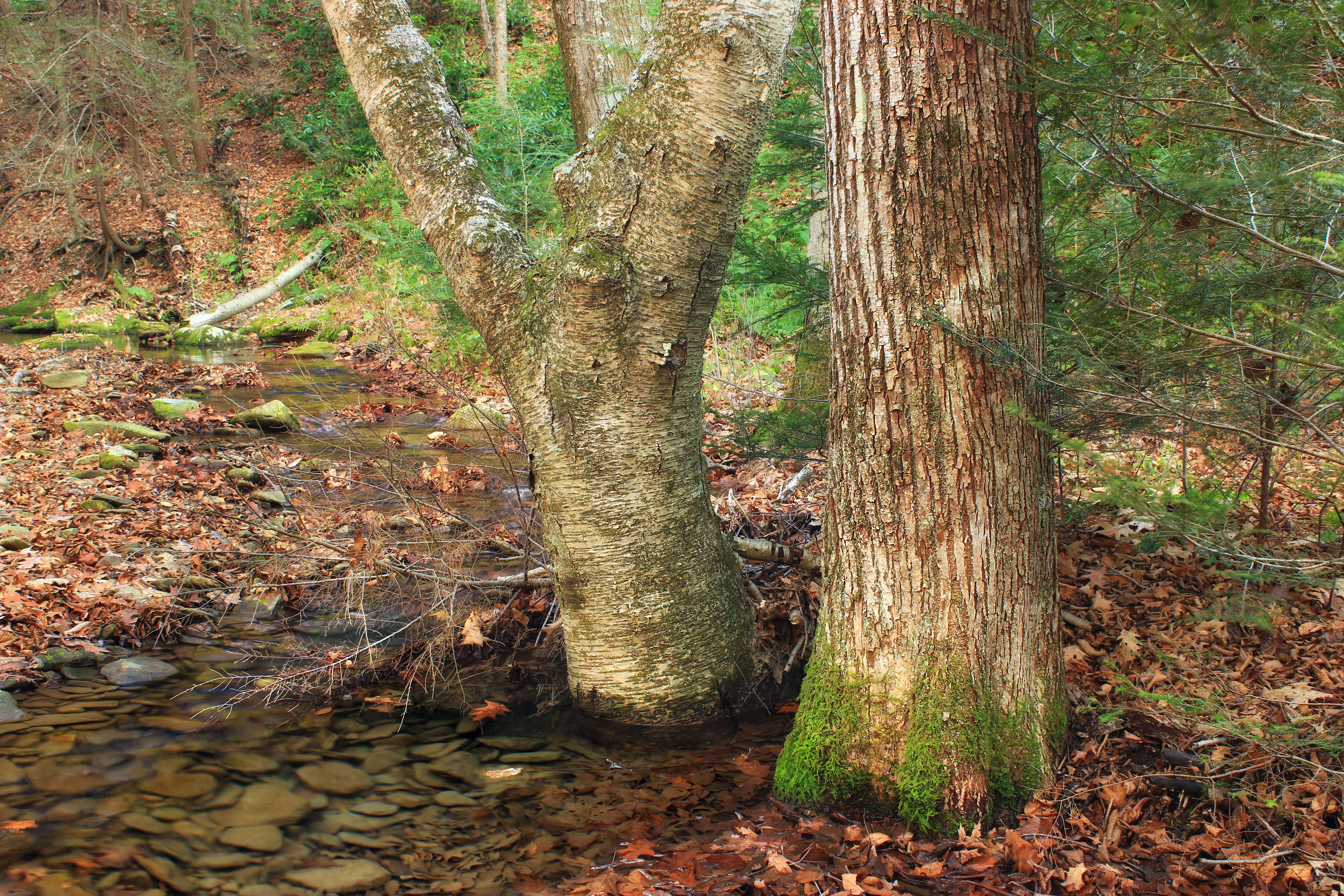 Image of Gray birch