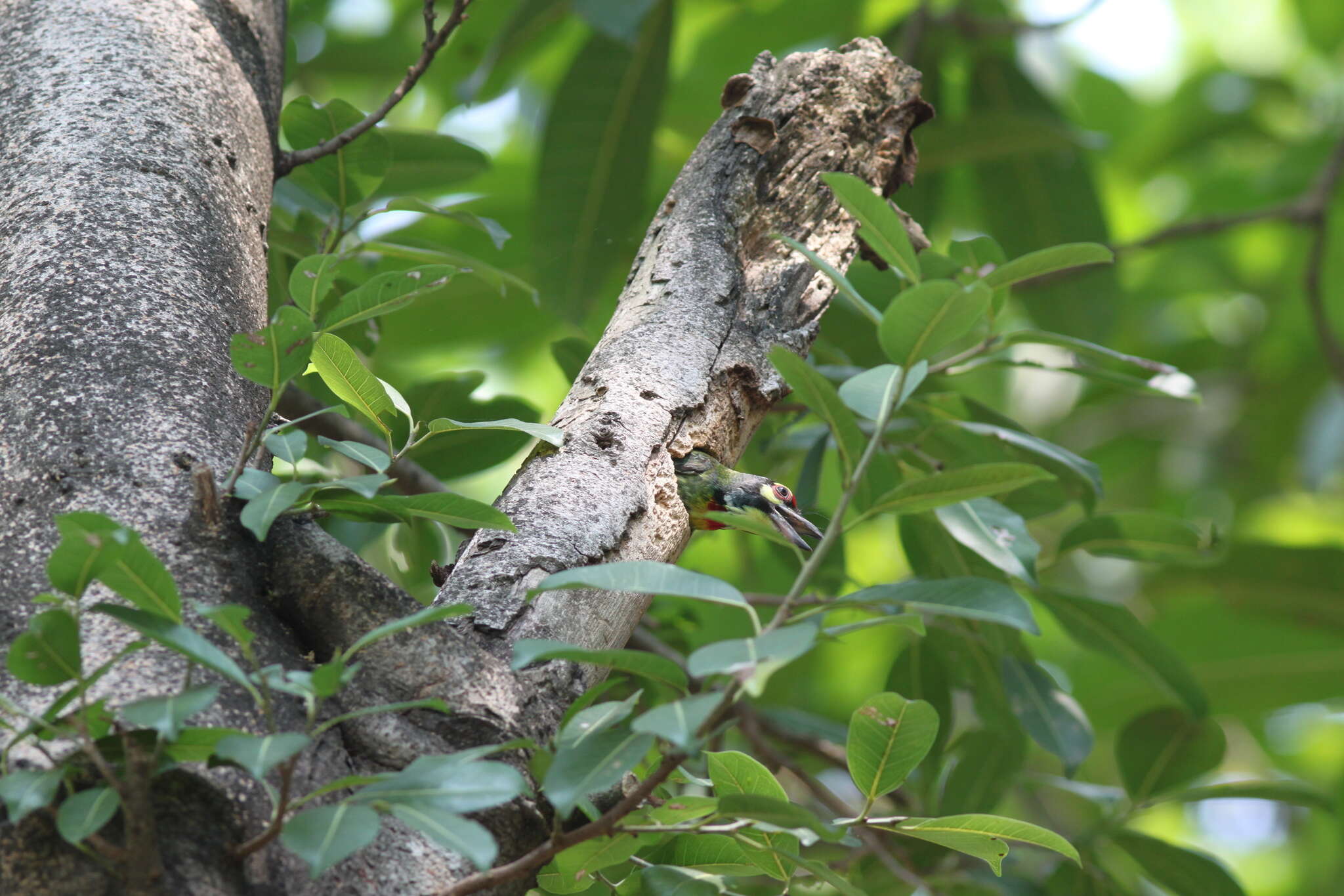 Psilopogon haemacephalus indicus (Latham 1790) resmi