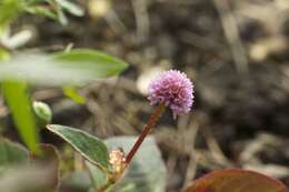 Imagem de Persicaria capitata (Buch.-Ham. ex D. Don) H. Gross