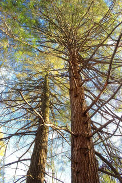 Image of eastern hemlock