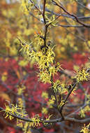 Imagem de Hamamelis virginiana L.