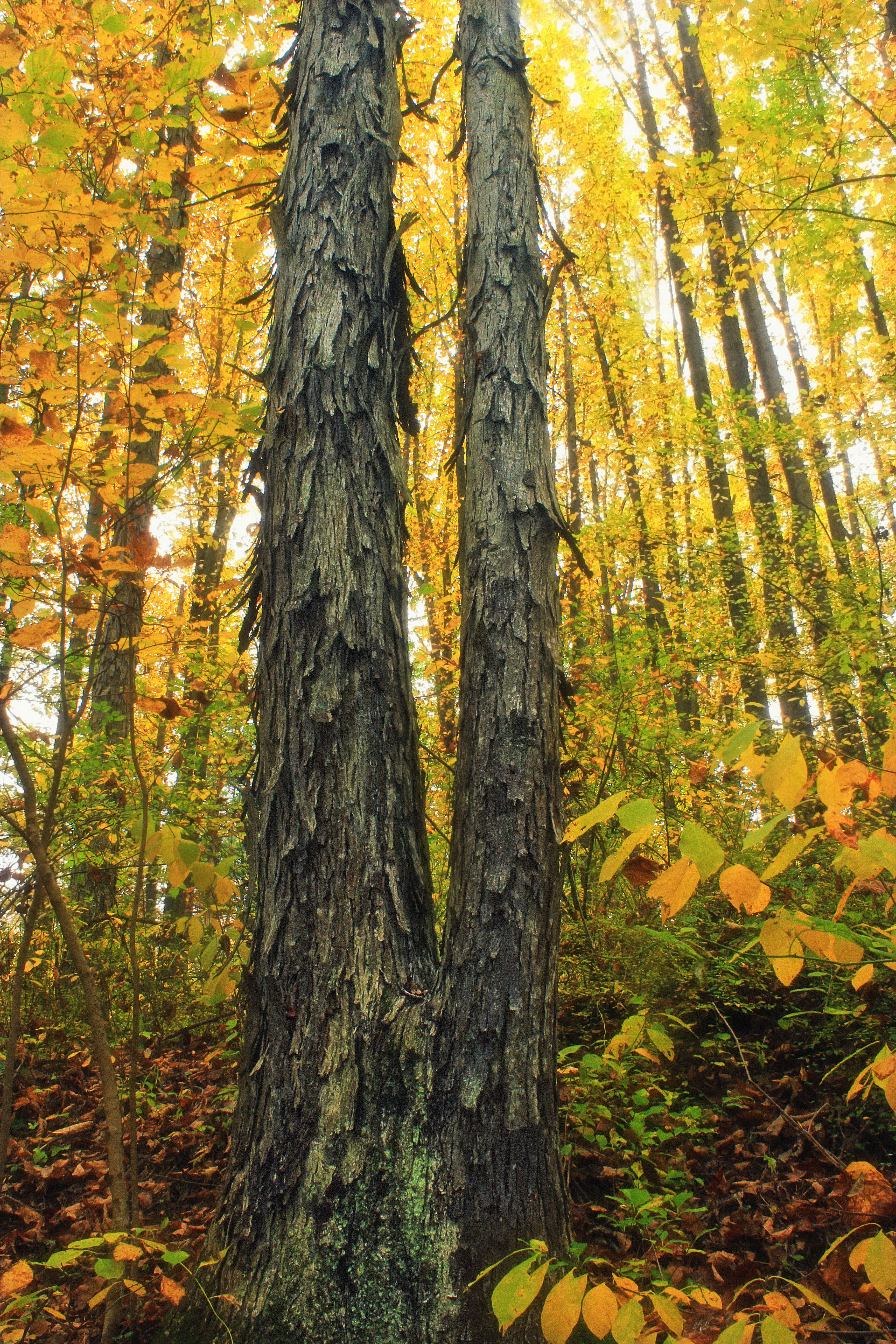 Image of shagbark hickory