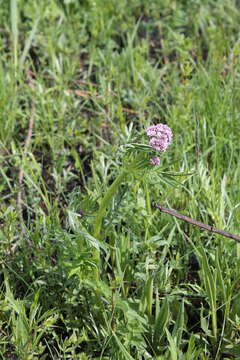 Imagem de <i>Valeriana transjenisensis</i>