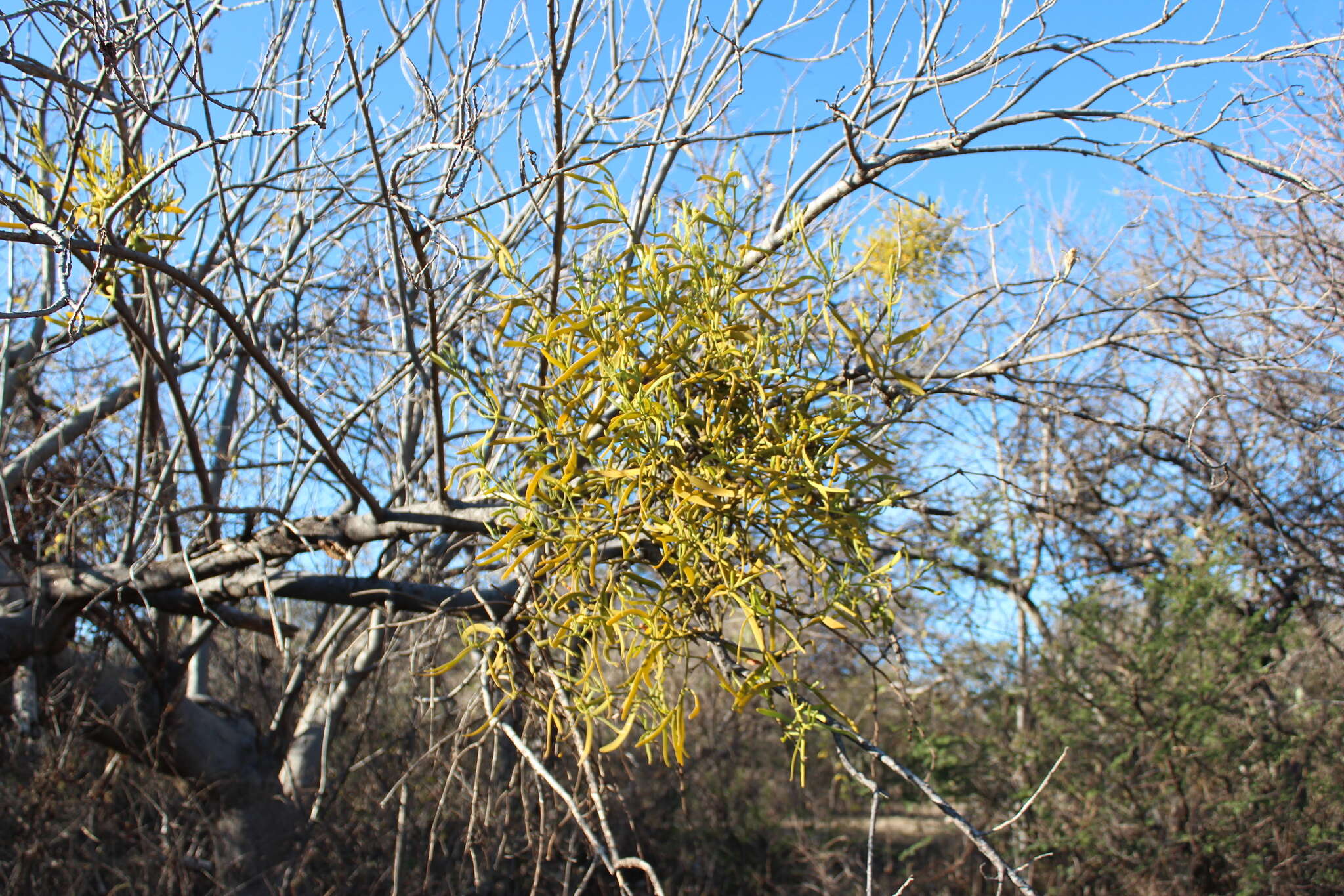 Image of Phoradendron carneum Urb.