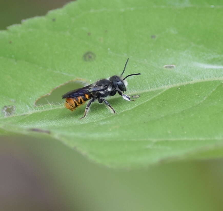 Image of Megachile otomita Cresson 1878