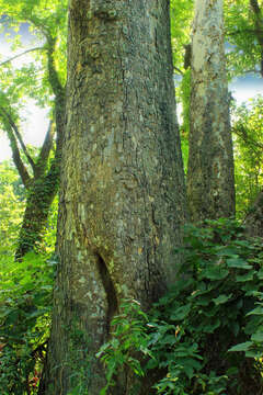 Image of American sycamore