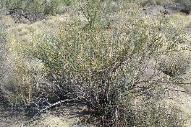 Image of Desert Broom