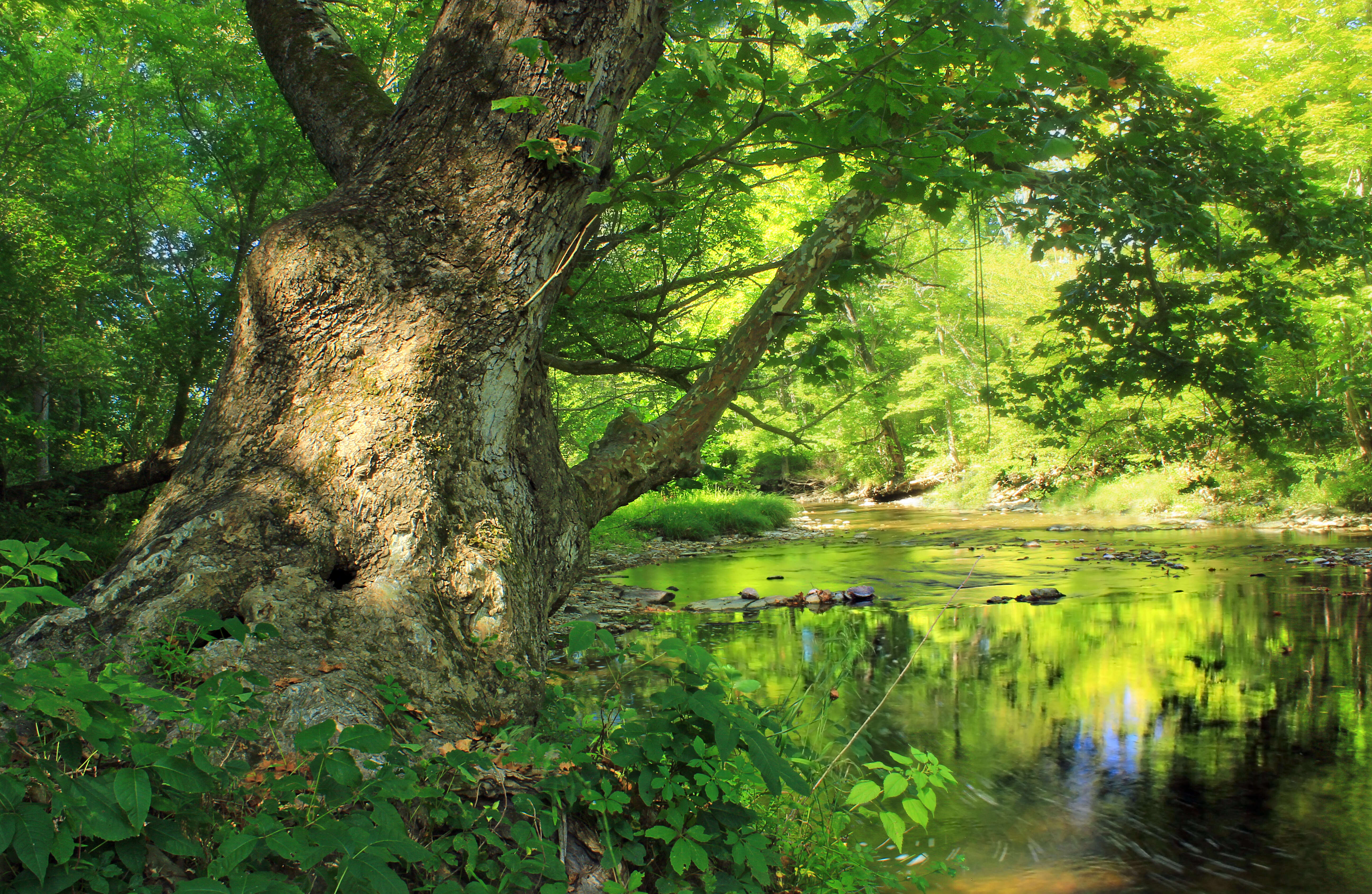 Image of American sycamore