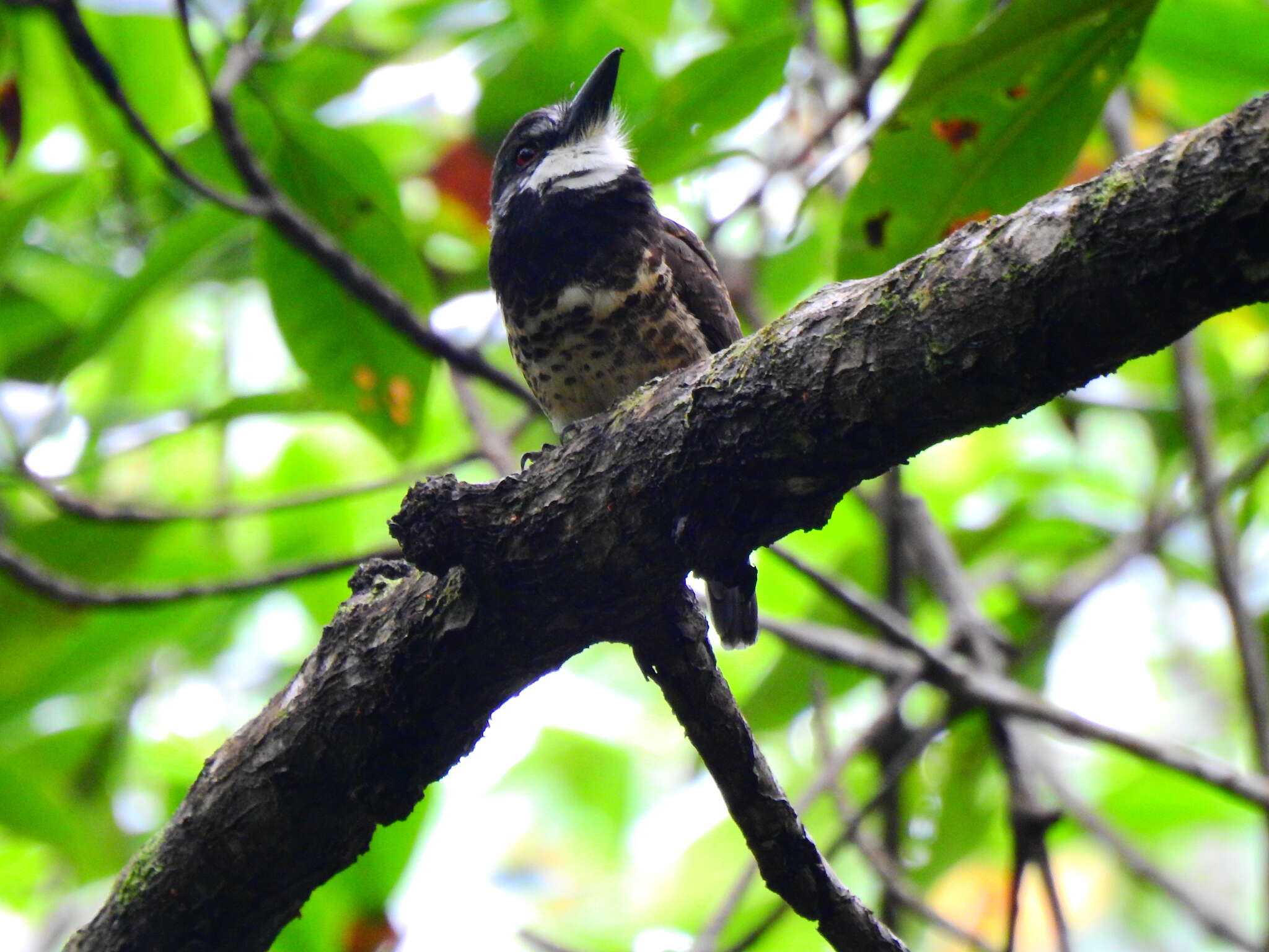 Image of Sooty-capped Puffbird