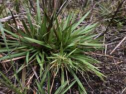 Panicum ensifolium var. ensifolium resmi