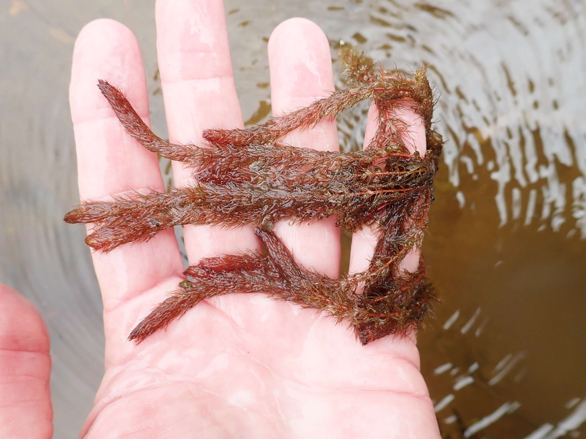 Image of Alternate Water-milfoil