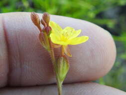 Oenothera spachiana Torr. & Gray的圖片