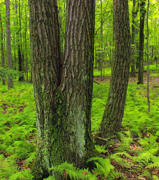 Слика од Quercus montana Willd.