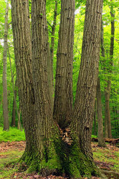 Image of Chestnut Oak