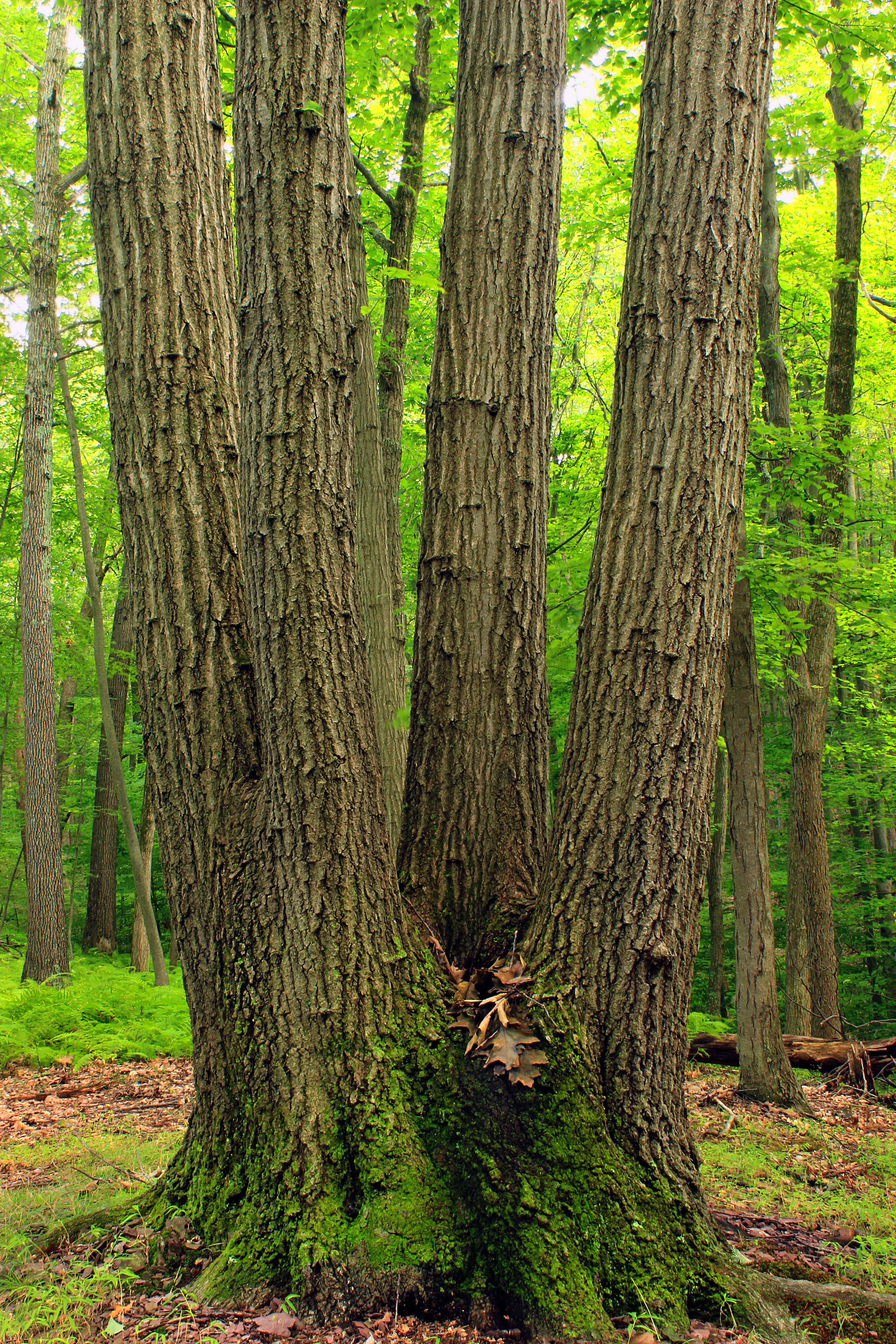 Слика од Quercus montana Willd.