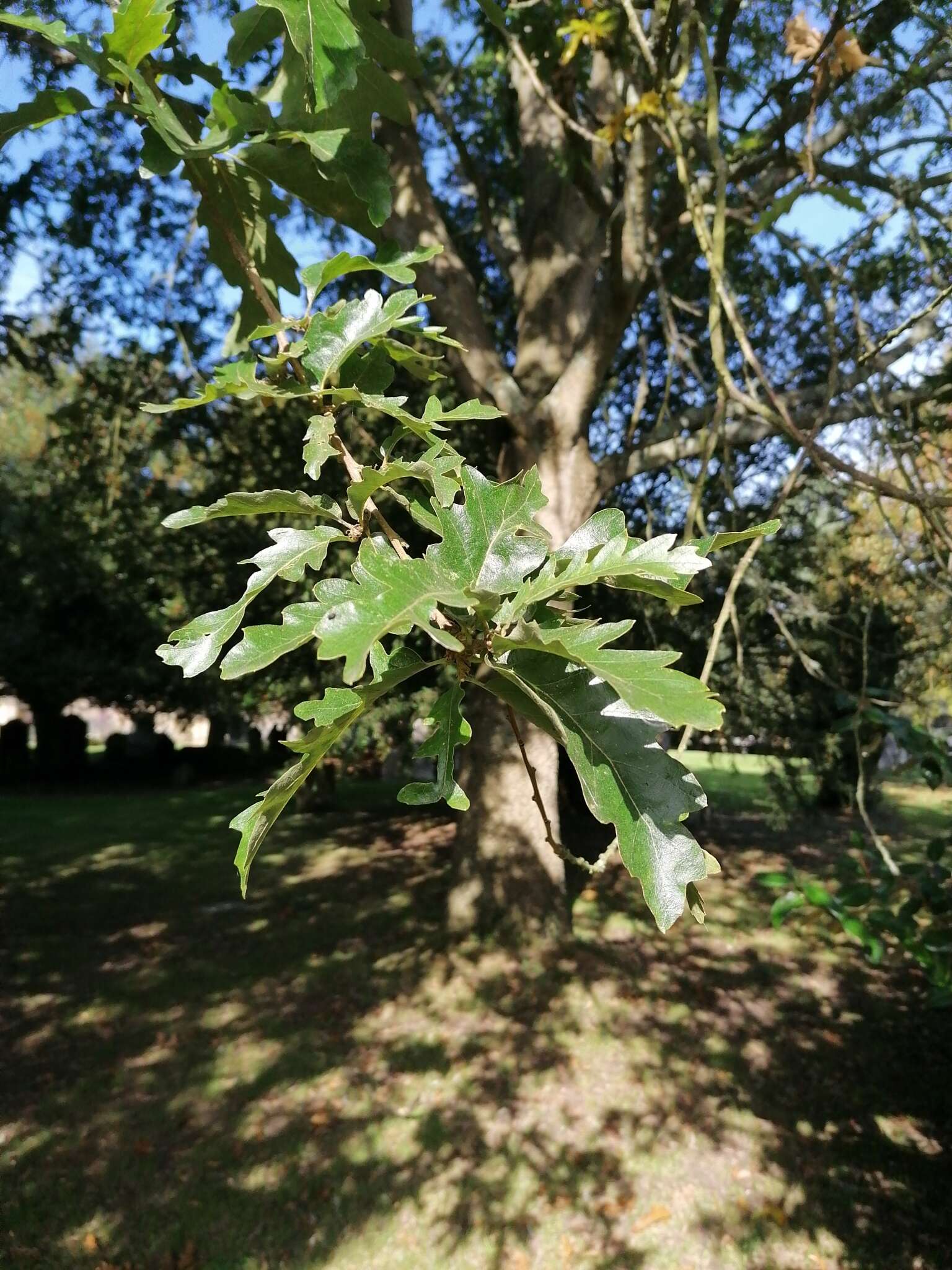 Image of European turkey oak