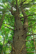 Image of eastern white pine