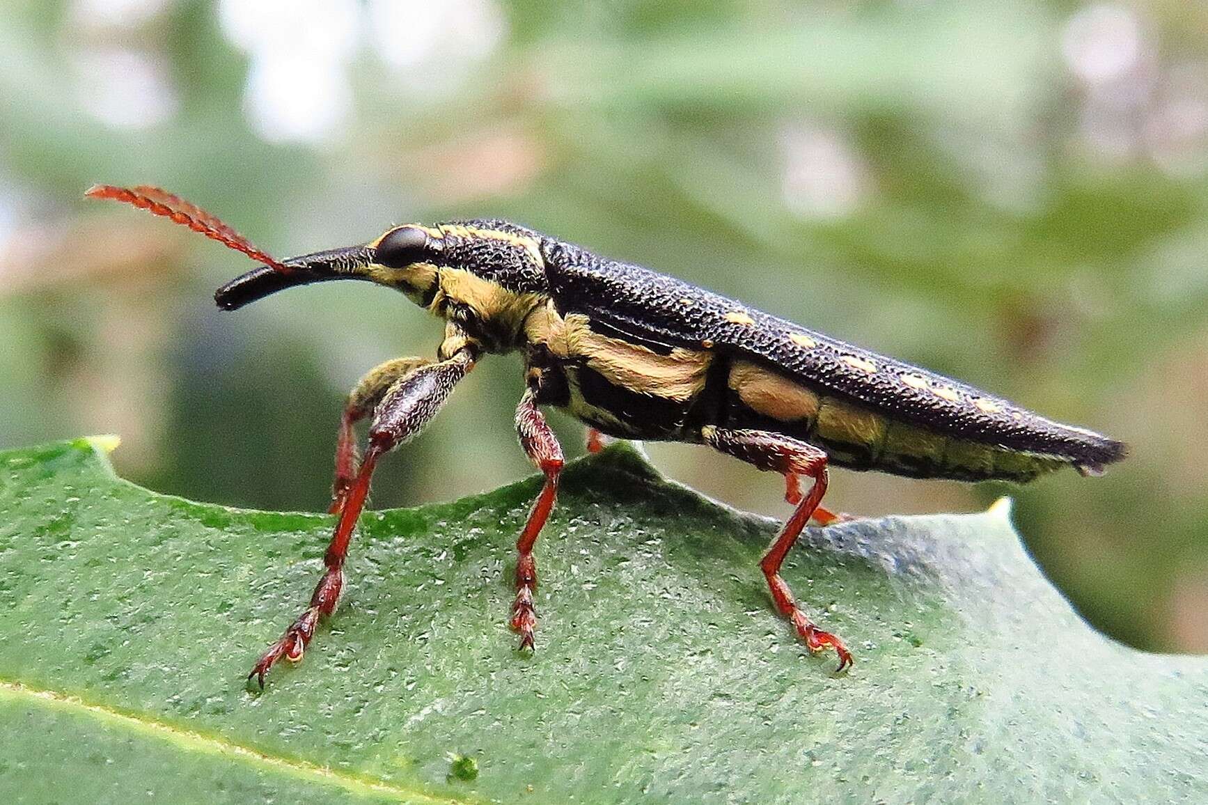 Image of Rhinotia lineata Zimmerman 1994