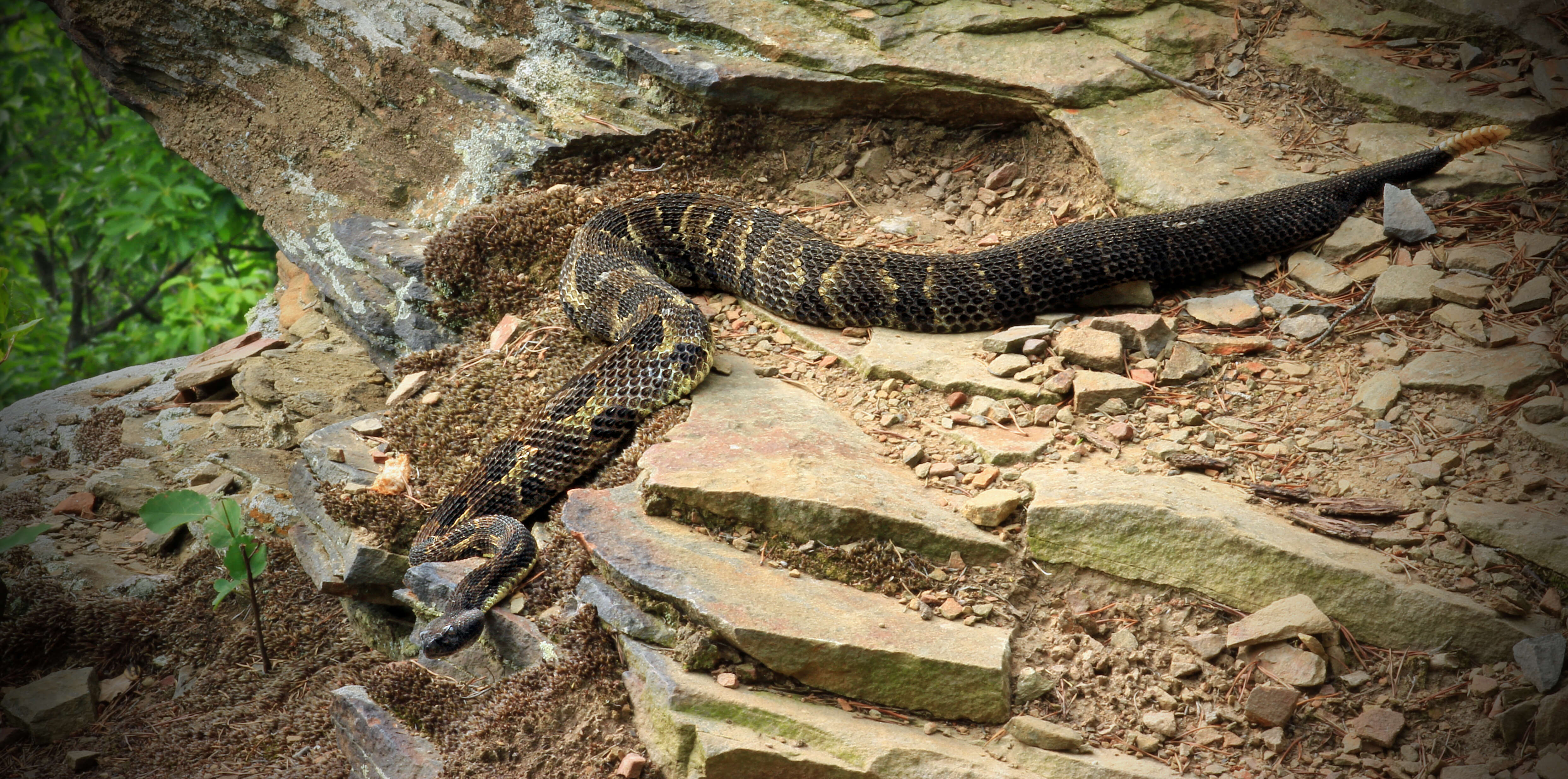 Image of Timber Rattlesnake