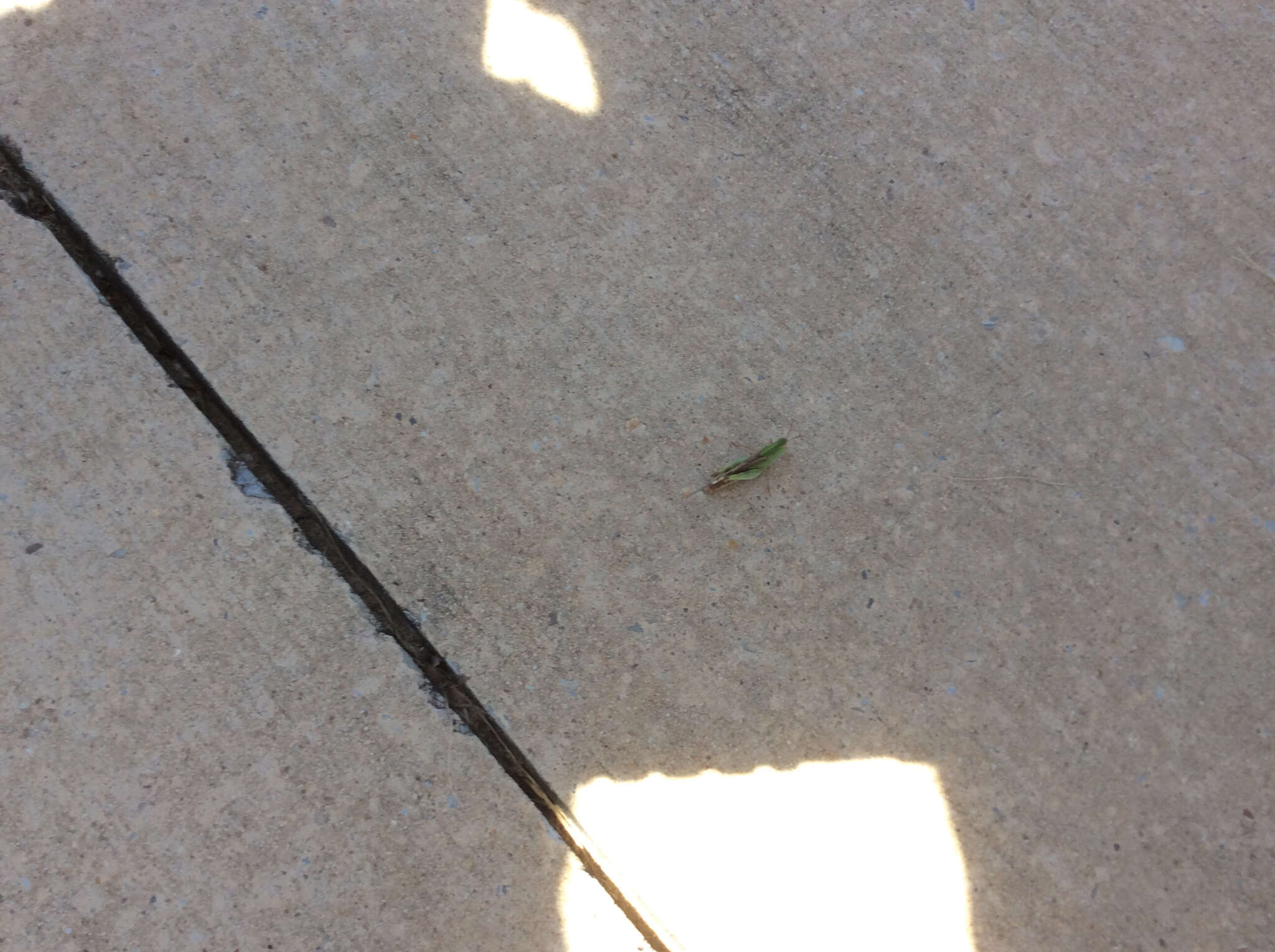 Image of Green-striped Grasshopper