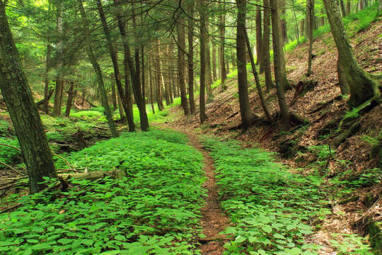 Image of Canadian woodnettle