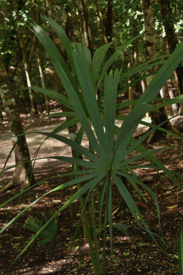 Image of Sabal yapa C. Wright ex Becc.