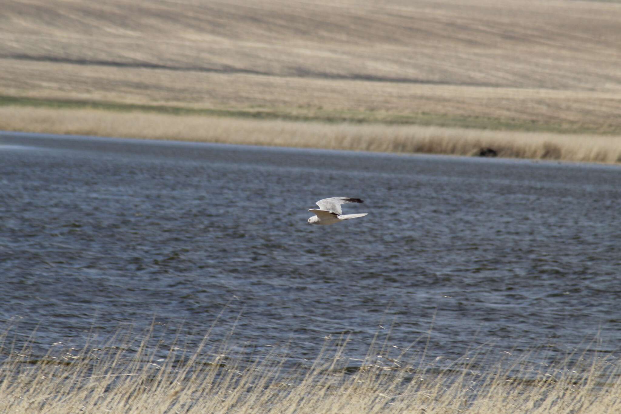 Image of Pallid Harrier