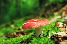 Image of Russula silvicola Shaffer 1975