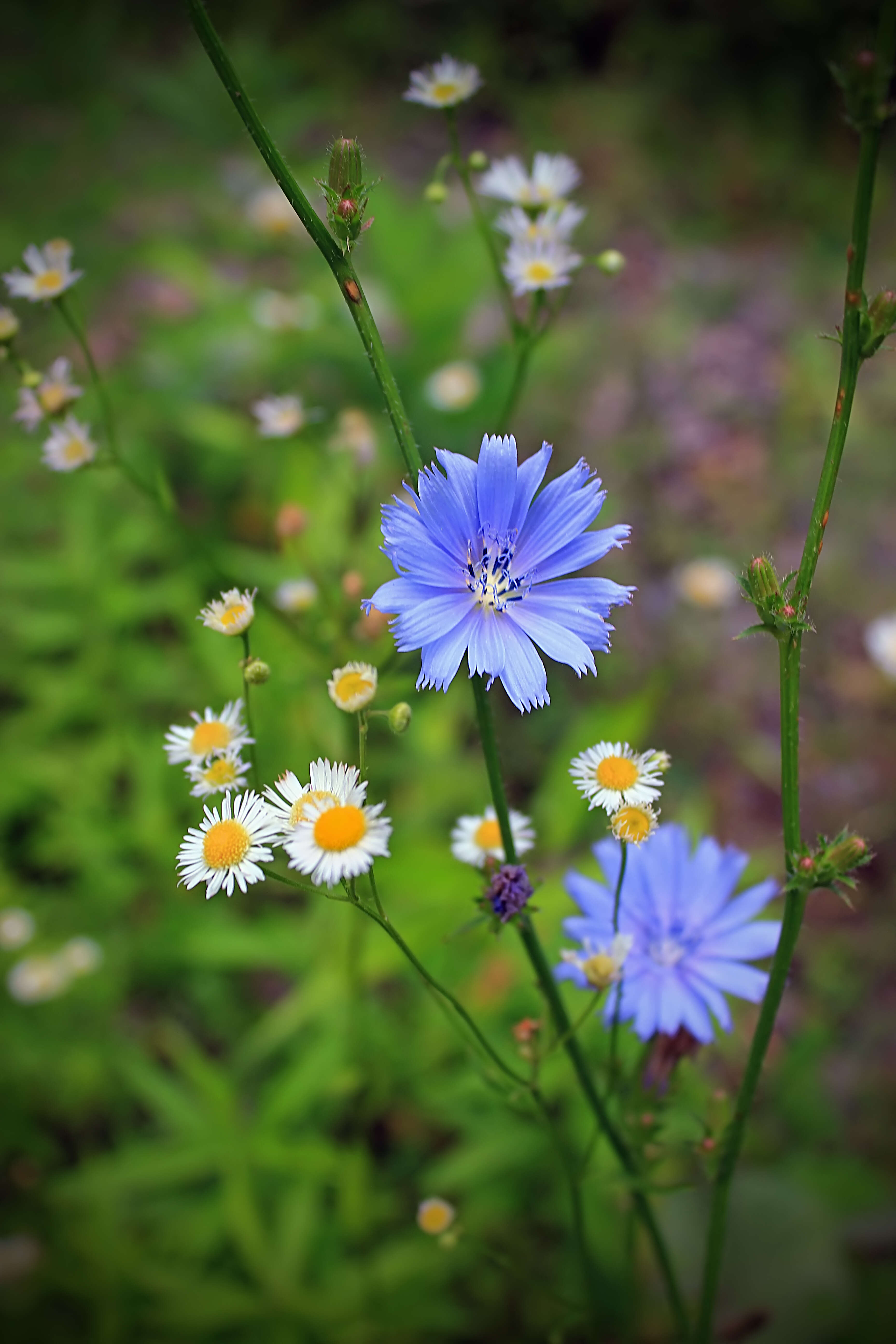 Image of eastern daisy fleabane