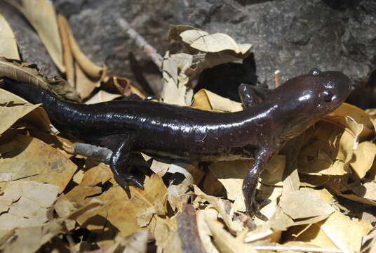 Image of Yellow-peppered Salamander