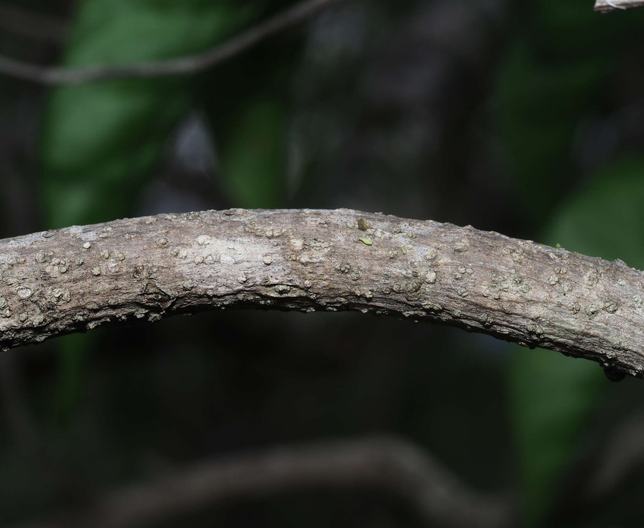 Image of Zaluzania montagnifolia (Sch. Bip.) Sch. Bip.