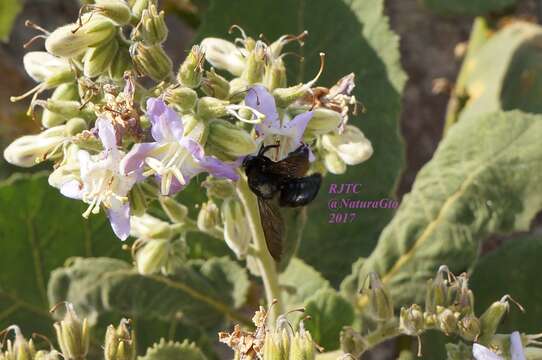 Plancia ëd Xylocopa guatemalensis Cockerell 1912