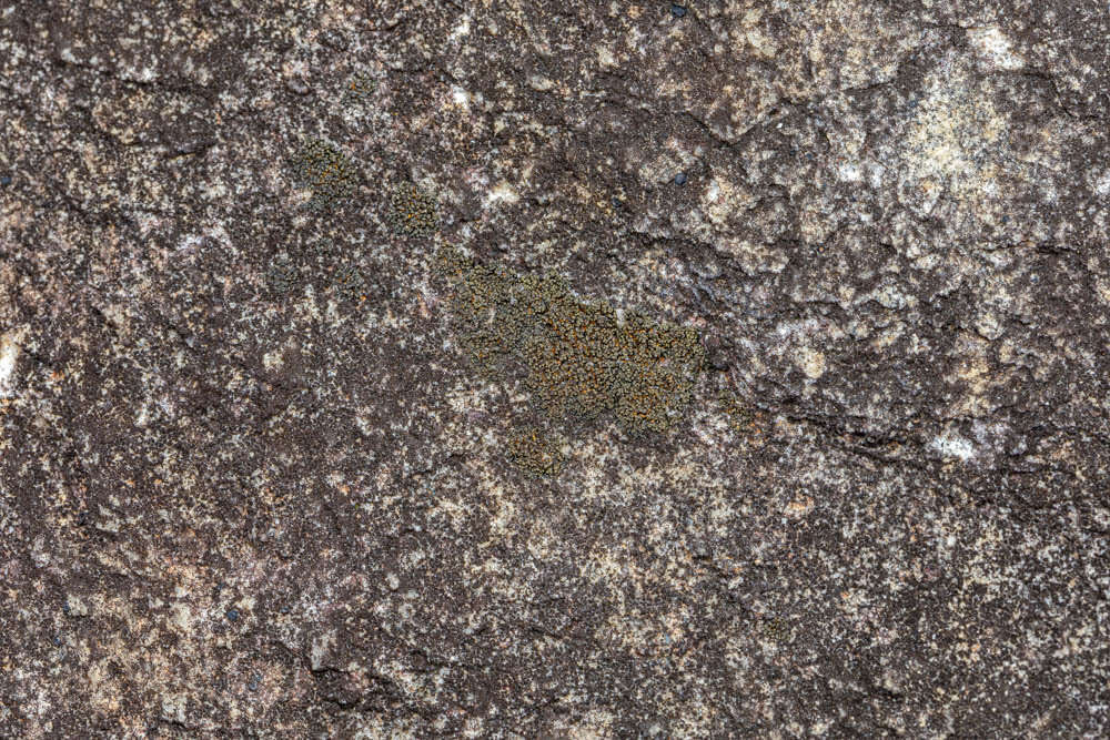 Image of peltula lichen