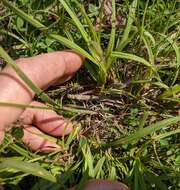 Image of Torrey's Sedge