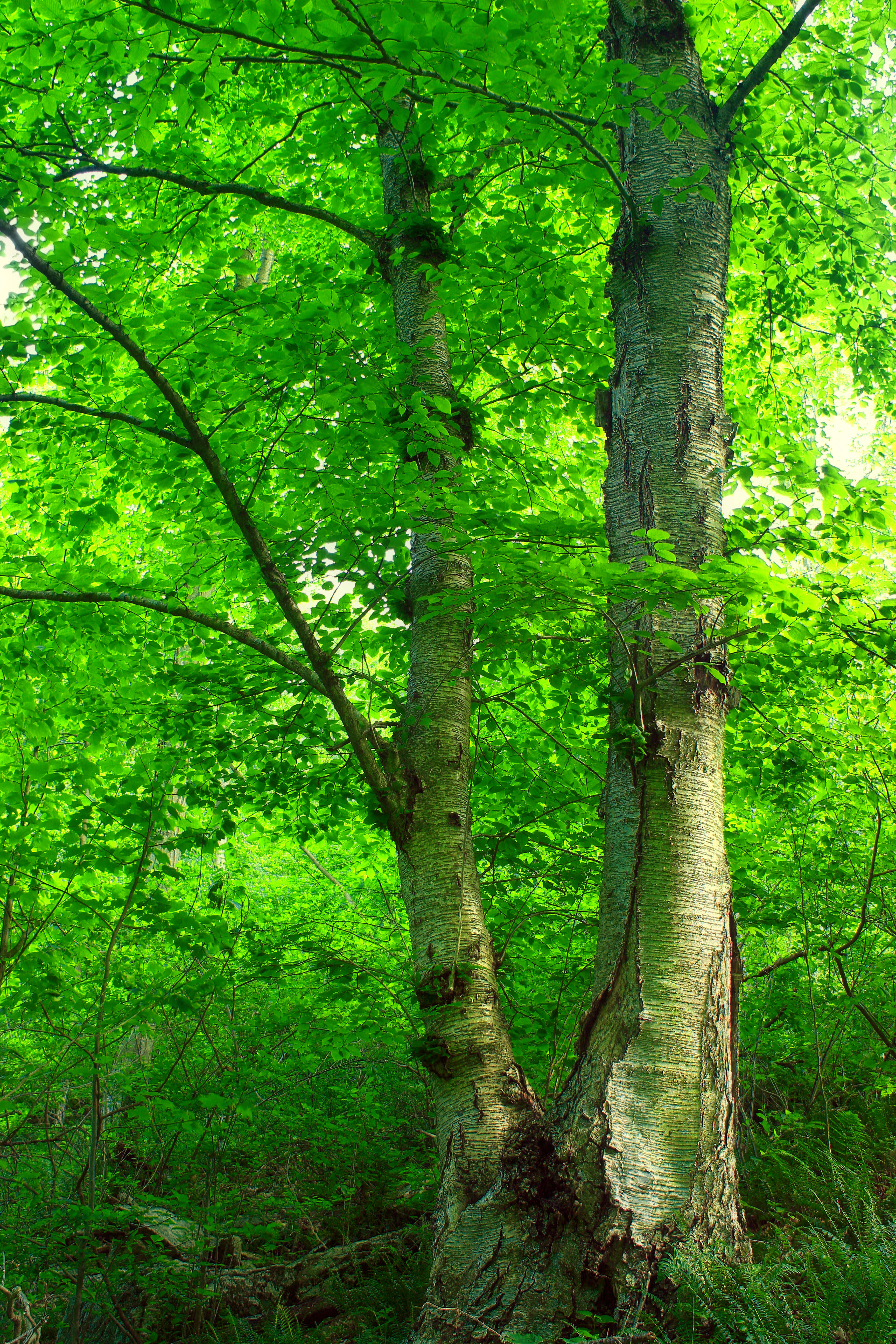 Image of Gray birch
