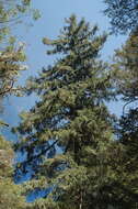 Image of Chihuahua Spruce