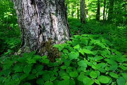 Image of Canadian woodnettle