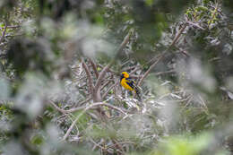 Image of White-edged Oriole