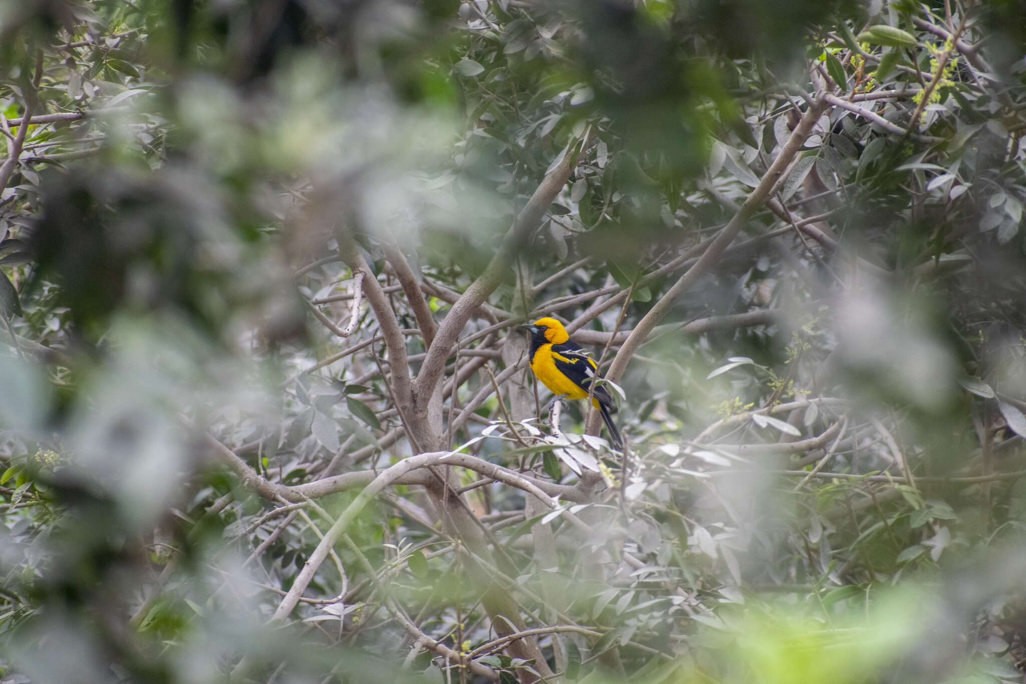 Image of White-edged Oriole