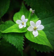 Imagem de Viola canadensis L.